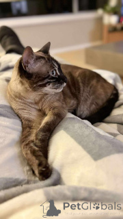 Foto №2 zu Ankündigung № 152702 zu verkaufen bengal katzenrasse - einkaufen Belgien quotient 	ankündigung