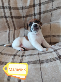 Foto №3. Jack Russell Terrier Welpen. Russische Föderation