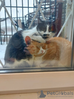 Foto №3. Die zarte Katze Busya sucht ein gutes Zuhause!. Russische Föderation