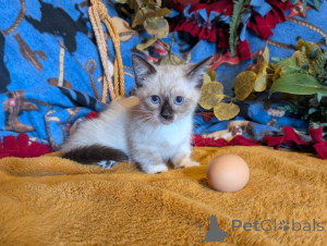 Foto №1. munchkin - zum Verkauf in der Stadt Genolier | 350€ | Ankündigung № 178739