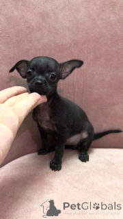 Foto №4. Ich werde verkaufen russkiy toy in der Stadt Tiflis. quotient 	ankündigung - preis - 266€