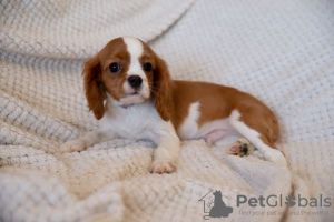 Foto №3. Welpen Cavalier King Charles Spaniel. Polen