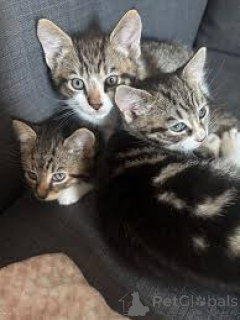 Foto №1. europäisch kurzhaar - zum Verkauf in der Stadt Espoo | 350€ | Ankündigung № 166946