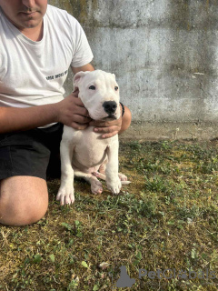 Foto №4. Ich werde verkaufen dogo argentino in der Stadt Belgrad.  - preis - verhandelt