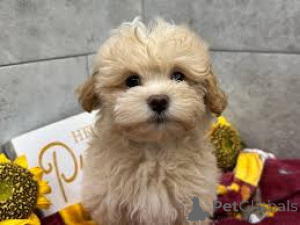 Foto №3. Entzückende Chiots Maltipoo zum Verkauf. Frankreich