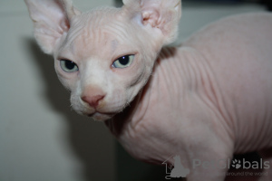 Foto №1. sphynx-katze - zum Verkauf in der Stadt Ланген | 300€ | Ankündigung № 82740