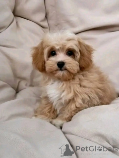 Foto №1.  - zum Verkauf in der Stadt Aalst | 540€ | Ankündigung № 151119