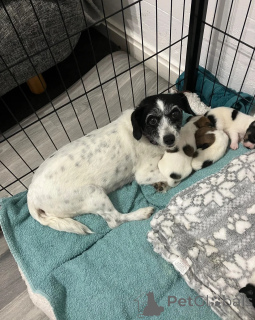 Foto №1. jack russell terrier - zum Verkauf in der Stadt BIENNE | 400€ | Ankündigung № 172274