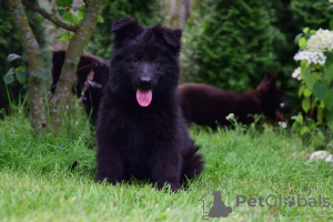 Foto №2 zu Ankündigung № 28770 zu verkaufen deutscher schäferhund - einkaufen Polen züchter