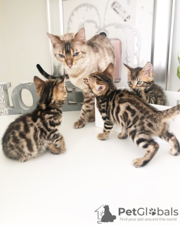 Foto №3. Schöne Bengalkatzen-Kätzchen zur Adoption verfügbar. Deutschland