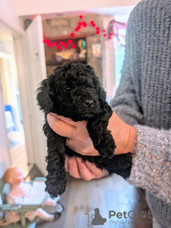 Foto №2 zu Ankündigung № 133685 zu verkaufen pudel (zwerg) - einkaufen USA quotient 	ankündigung