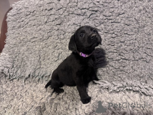 Foto №3. Wir haben Labradorwelpen, die ein neues 5-Sterne-Zuhause suchen und nicht. Großbritannien