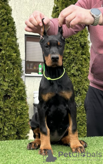 Zusätzliche Fotos: Dobermann-Welpen zu verkaufen