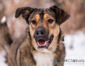Foto №1. mischlingshund - zum Verkauf in der Stadt Москва | Frei | Ankündigung № 72137