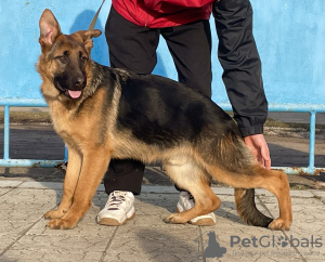 Foto №1. deutscher schäferhund - zum Verkauf in der Stadt Chisinau | 600€ | Ankündigung № 40065