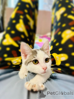 Foto №3. Ein charmanter Bruder mit einer Schwester im Alter von 4 Monaten sucht ein Haus.. Russische Föderation