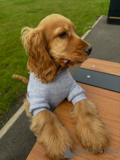Foto №4. Ich werde verkaufen english cocker spaniel in der Stadt Ansubrg. quotient 	ankündigung - preis - 600€