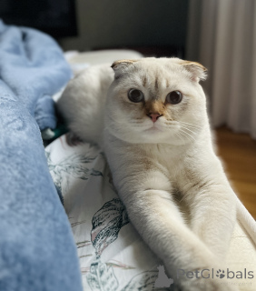 Foto №3. Stricken mit schottischer Punkt in Georgien. Ankündigung № 135628