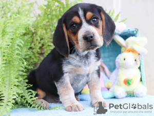 Foto №1. beagle - zum Verkauf in der Stadt Chisinau | verhandelt | Ankündigung № 124381