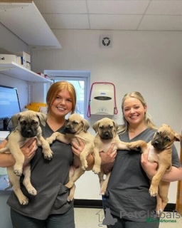 Foto №1. boerboel - zum Verkauf in der Stadt Badenheim | verhandelt | Ankündigung № 167558