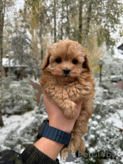 Foto №1. maltipu - zum Verkauf in der Stadt Москва | 183€ | Ankündigung № 132951