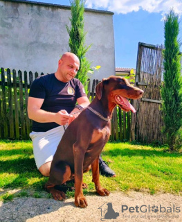 Zusätzliche Fotos: Dobermann WUNDERSCHÖNE Welpen