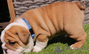 Foto №1. englische bulldogge - zum Verkauf in der Stadt Evora | verhandelt | Ankündigung № 175371