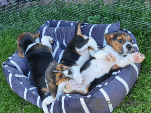 Foto №1. beagle - zum Verkauf in der Stadt Virginia Beach | verhandelt | Ankündigung № 63451