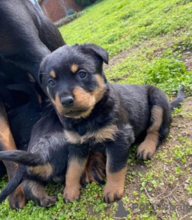 Foto №1. rottweiler - zum Verkauf in der Stadt Savonlinna | Frei | Ankündigung № 110693