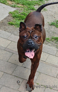 Foto №2 zu Ankündigung № 141827 zu verkaufen  - einkaufen Polen züchter