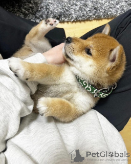 Foto №1. shiba - zum Verkauf in der Stadt Koper | verhandelt | Ankündigung № 92911