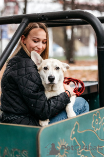 Foto №3. Markulenok sucht ein Zuhause!. Russische Föderation