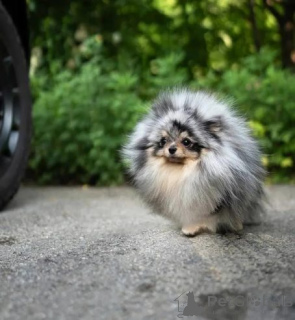 Foto №1. pommersche spitz - zum Verkauf in der Stadt Bornheim | 368€ | Ankündigung № 158818