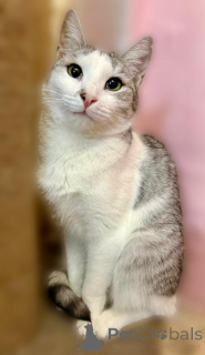 Foto №2 zu Ankündigung № 160396 zu verkaufen  - einkaufen Russische Föderation quotient 	ankündigung