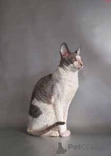 Foto №2 zu Ankündigung № 173222 zu verkaufen cornish rex - einkaufen Zypern quotient 	ankündigung, züchter