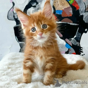 Foto №1. maine-coon-katze - zum Verkauf in der Stadt Pécs | 400€ | Ankündigung № 167926