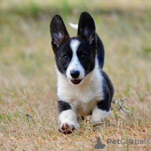 Foto №4. Ich werde verkaufen welsh corgi in der Stadt Budapest. züchter - preis - 1400€