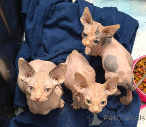 Foto №1. sphynx-katze - zum Verkauf in der Stadt Achaern | 436€ | Ankündigung № 173564