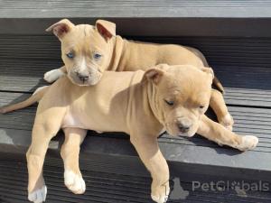 Foto №2 zu Ankündigung № 135759 zu verkaufen amerikanischer staffordshire terrier - einkaufen Polen 
