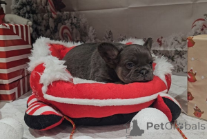 Foto №2 zu Ankündigung № 161322 zu verkaufen  - einkaufen Australien 