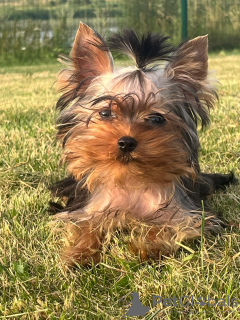 Foto №2 zu Ankündigung № 113894 zu verkaufen yorkshire terrier - einkaufen Lettland quotient 	ankündigung