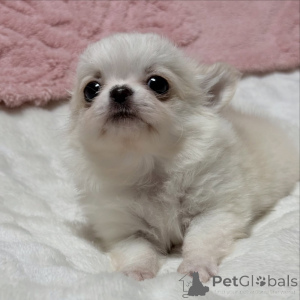 Foto №2 zu Ankündigung № 172752 zu verkaufen chihuahua - einkaufen Deutschland züchter