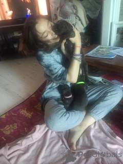 Foto №3. Wunderschöne Cane Corso Welpen brauchen ein glückliches Zuhause.. Spanien