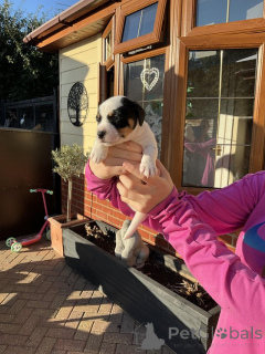 Foto №1. jack russell terrier - zum Verkauf in der Stadt Arkansas City | 484€ | Ankündigung № 174592