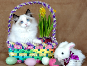 Foto №4. Ich werde verkaufen ragdoll-katze in der Stadt Москва. quotient 	ankündigung - preis - 22€