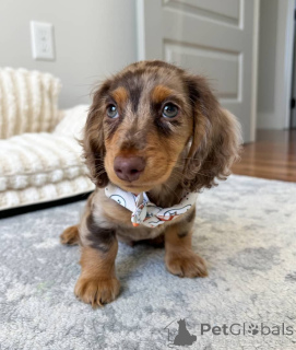 Foto №2 zu Ankündigung № 150841 zu verkaufen dackel - einkaufen Deutschland quotient 	ankündigung