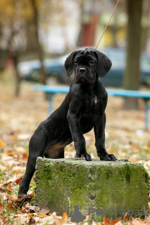 Zusätzliche Fotos: Italienische Cane Corso-Welpen