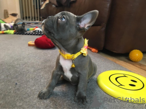 Foto №2 zu Ankündigung № 165644 zu verkaufen  - einkaufen Ukraine 