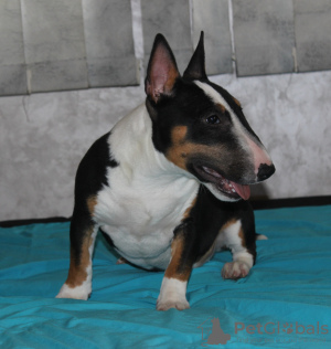 Foto №3. Miniatur-Bullterrier-Welpen. Serbien