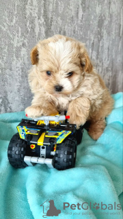 Foto №2 zu Ankündigung № 24378 zu verkaufen mischlingshund - einkaufen Litauen züchter